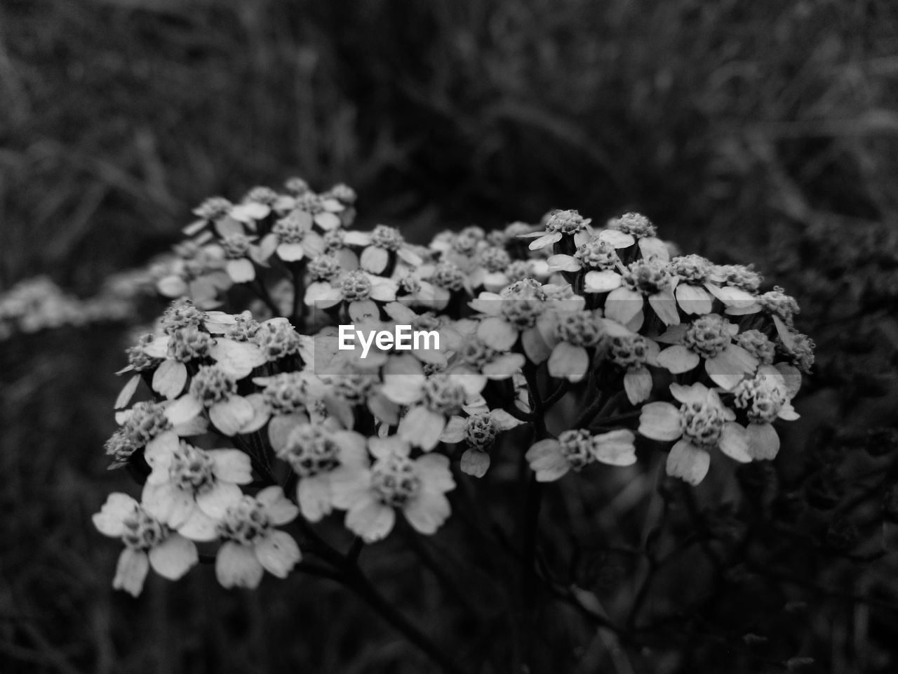 CLOSE-UP OF HYDRANGEA FLOWERS