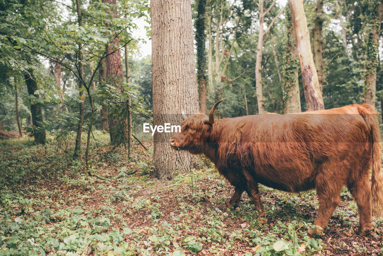 HORSE IN A FIELD