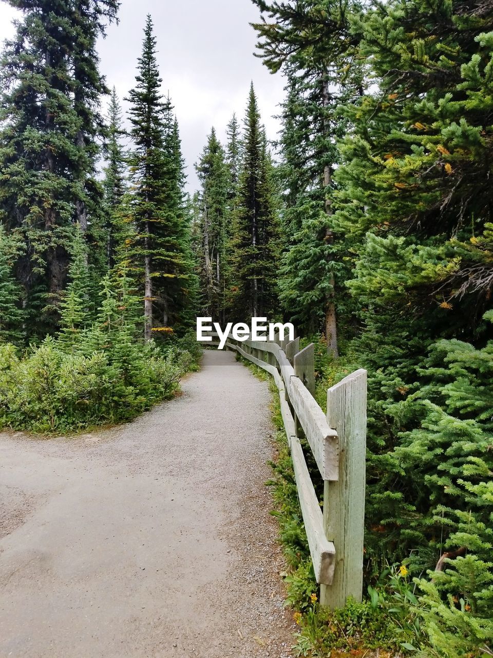 Walkway amidst trees in forest