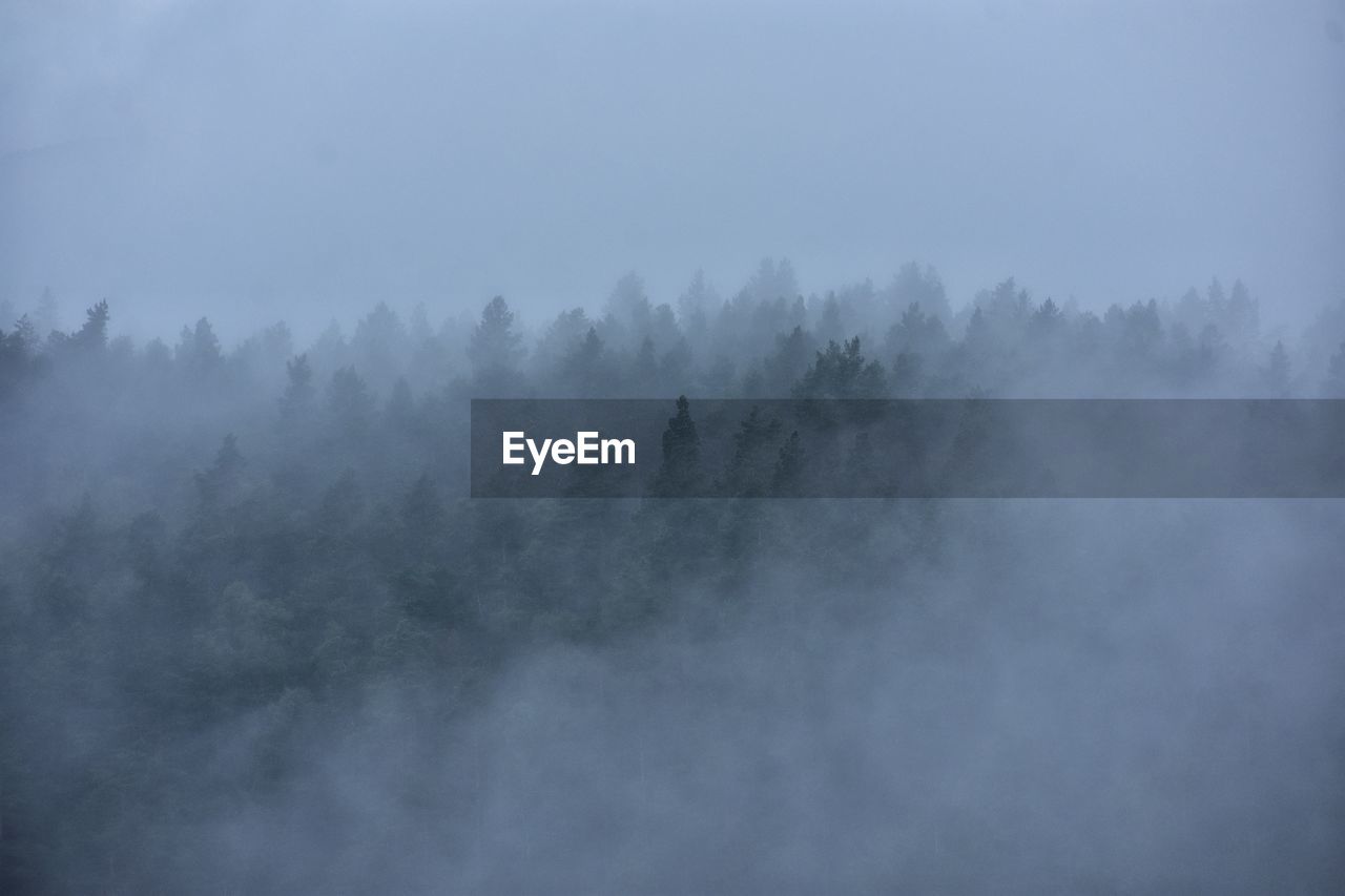 TREES ON SNOW COVERED LAND