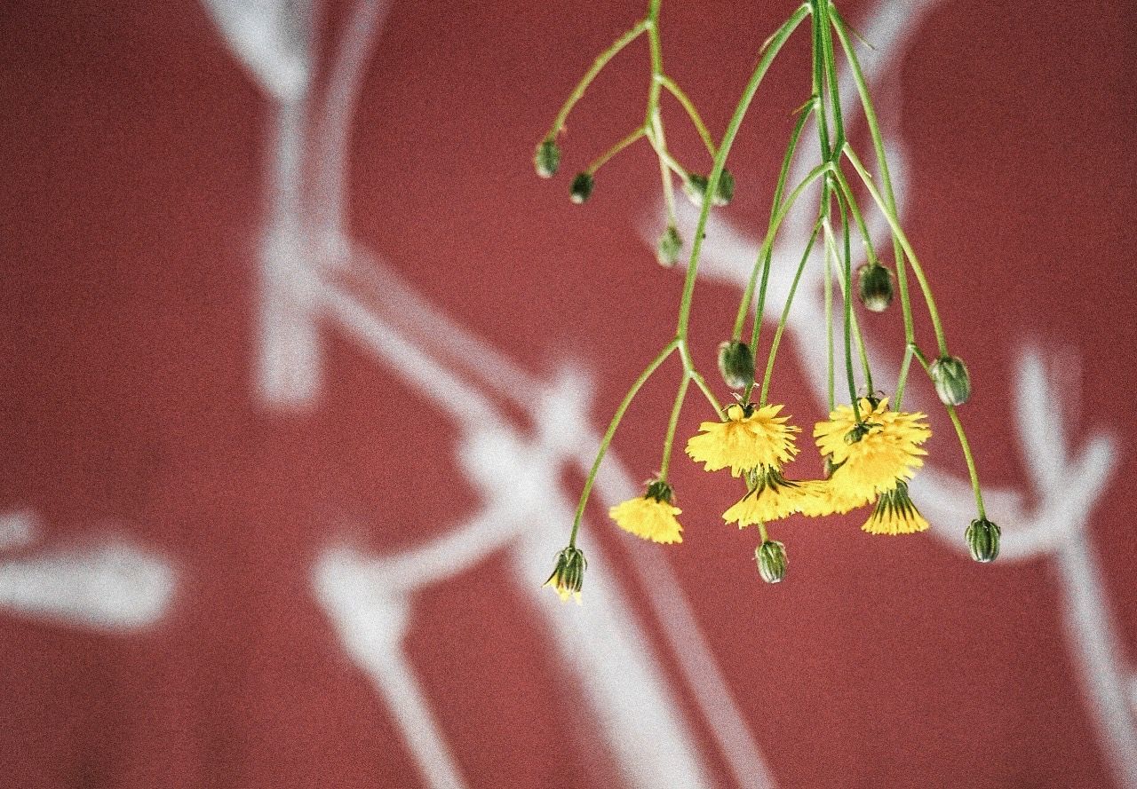 CLOSE-UP OF INSECT ON PLANT