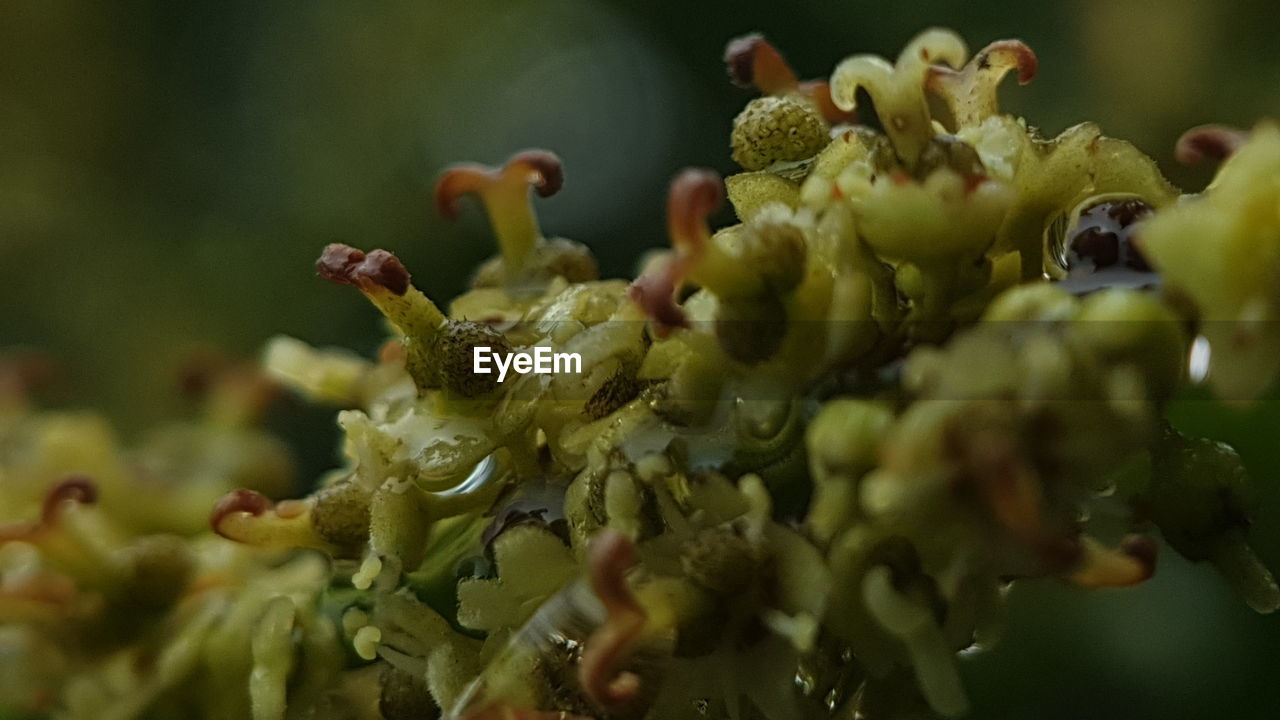 green, macro photography, plant, nature, flower, close-up, leaf, produce, food, food and drink, blossom, growth, no people, shrub, selective focus, beauty in nature, bud, healthy eating, freshness, vegetable, outdoors, branch, wildflower, tree, animal wildlife