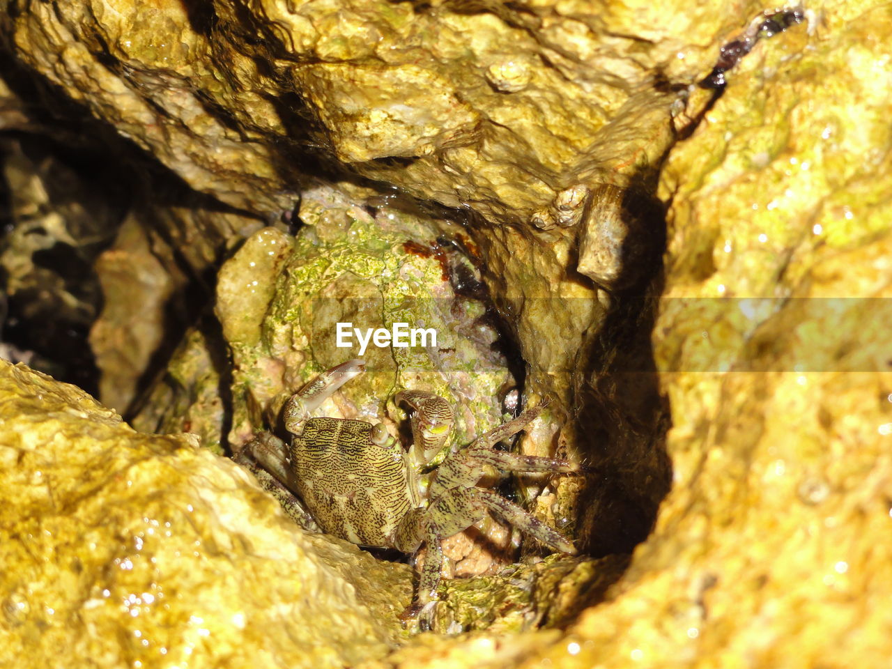 Close-up of crab in rocky crevice