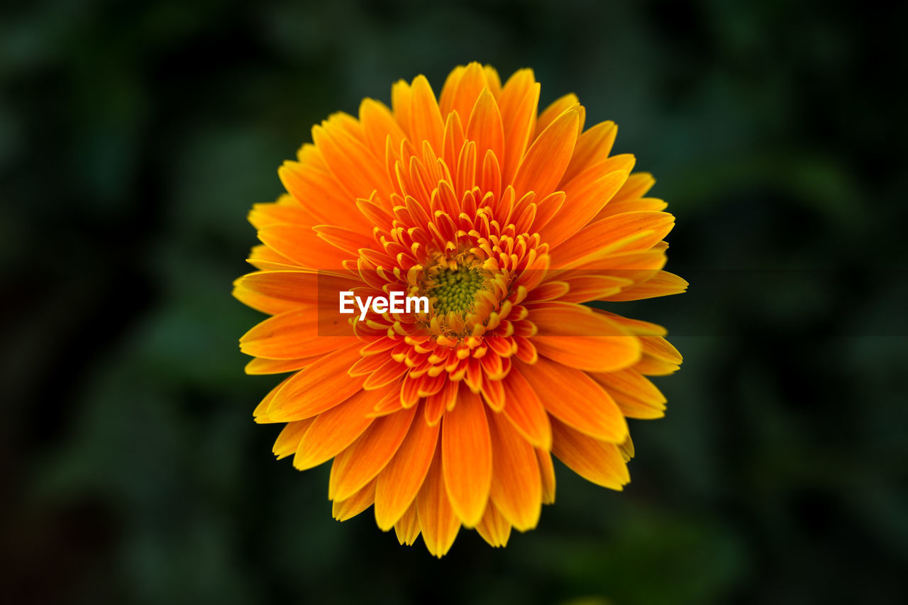 Close-up of yellow flower