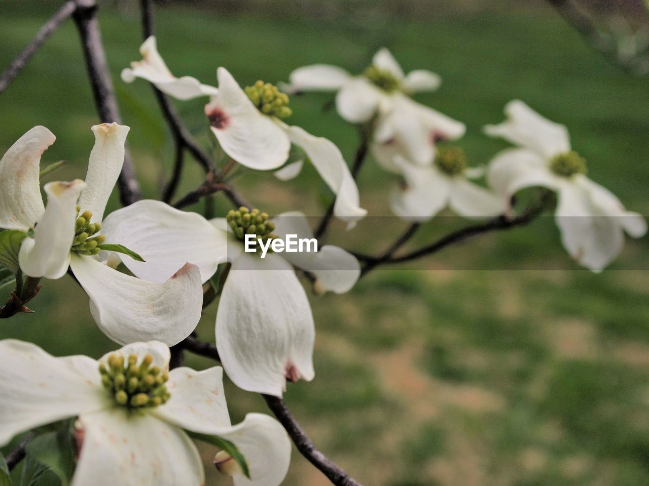 plant, flower, flowering plant, blossom, beauty in nature, freshness, fragility, white, growth, close-up, focus on foreground, nature, petal, springtime, flower head, inflorescence, branch, no people, tree, botany, spring, wildflower, day, produce, pollen, outdoors, macro photography, twig, selective focus, shrub