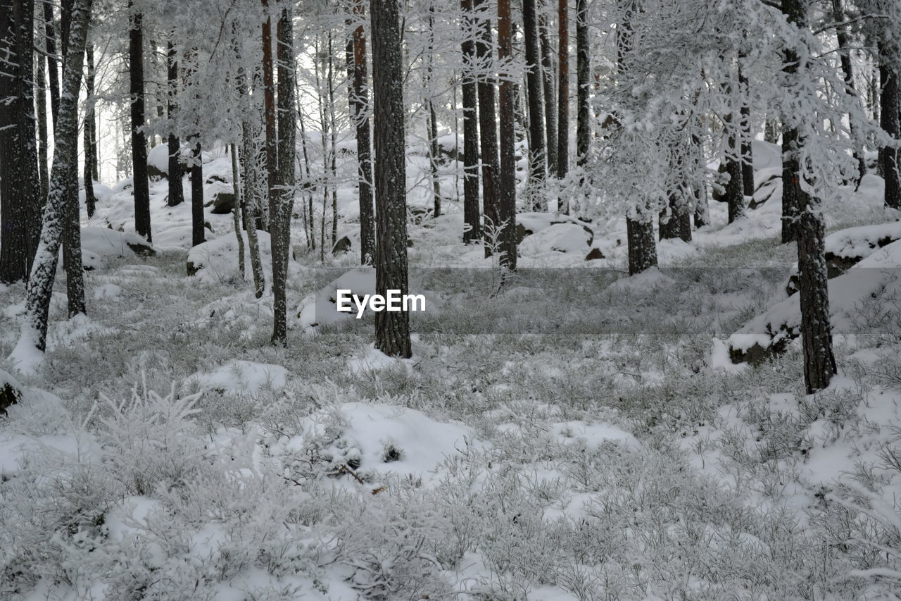 SNOW COVERED TREES ON FIELD