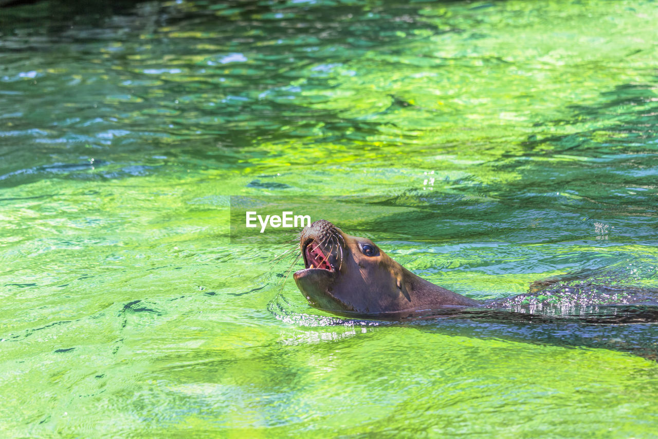 DUCK SWIMMING ON WATER