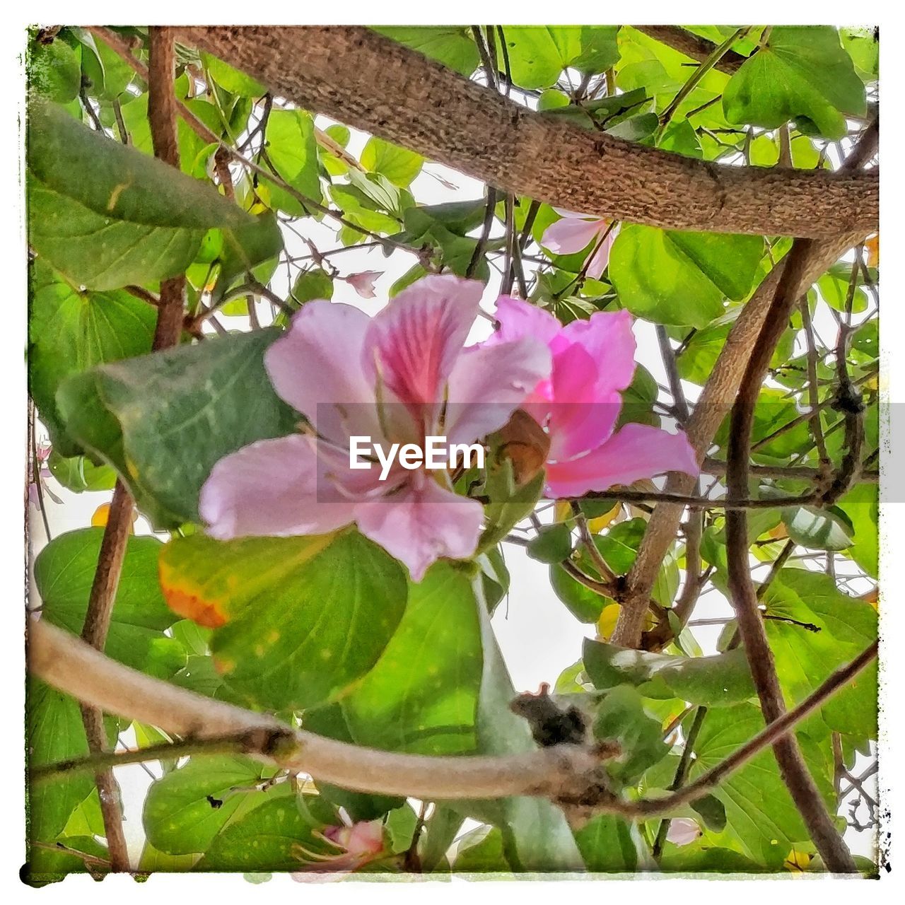 CLOSE-UP OF PINK FLOWERS