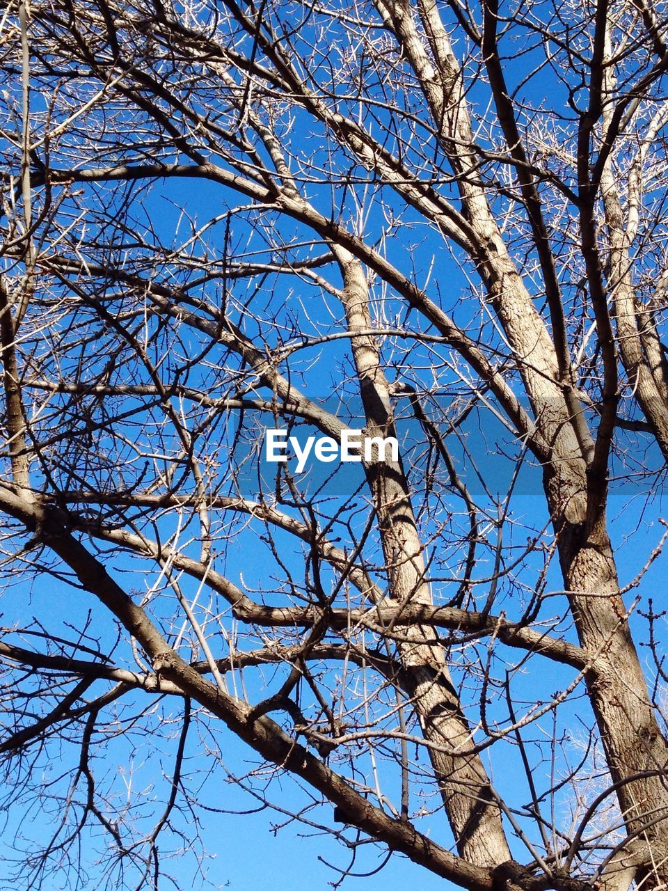 LOW ANGLE VIEW OF BARE TREES AGAINST SKY