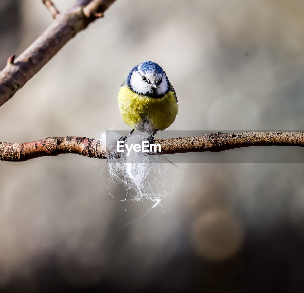 animal themes, animal, branch, animal wildlife, bird, close-up, one animal, macro photography, nature, wildlife, tree, perching, focus on foreground, twig, no people, beak, outdoors, plant, yellow, beauty in nature, fruit, parakeet, day, spring, full length, food