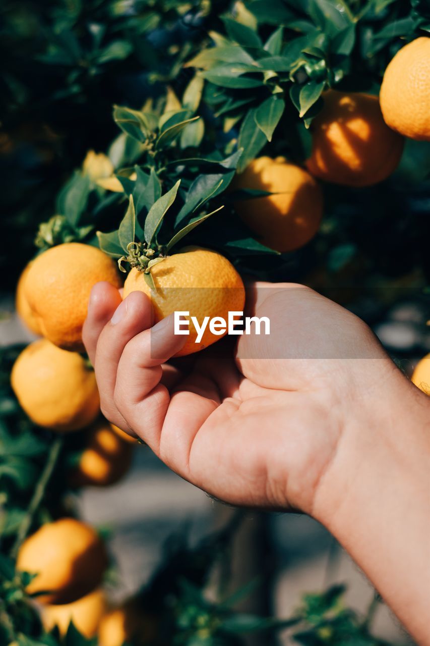 Cropped hand of man holding citrus fruit