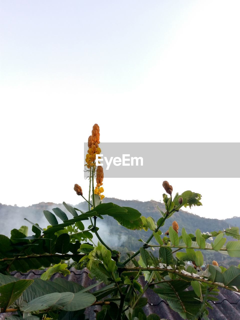 View of flowers against clear sky
