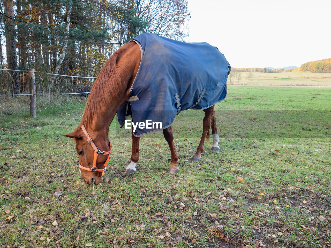 Brown horse walking in meadow, covered with a blanket coat to keep warm during winter, wire fence