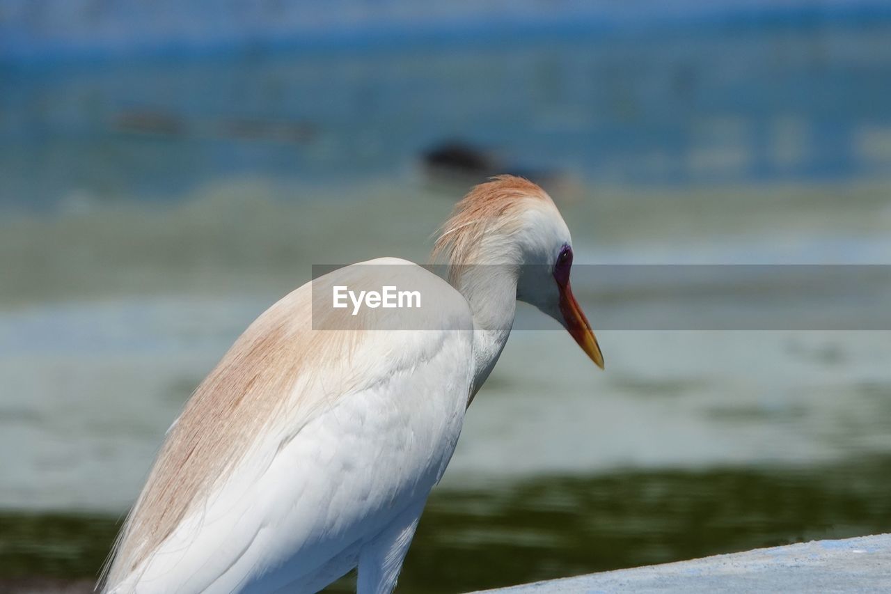 animal themes, animal, animal wildlife, bird, wildlife, one animal, water, beak, focus on foreground, nature, sea, no people, day, animal body part, outdoors, beach, wing, side view, white, close-up, beauty in nature