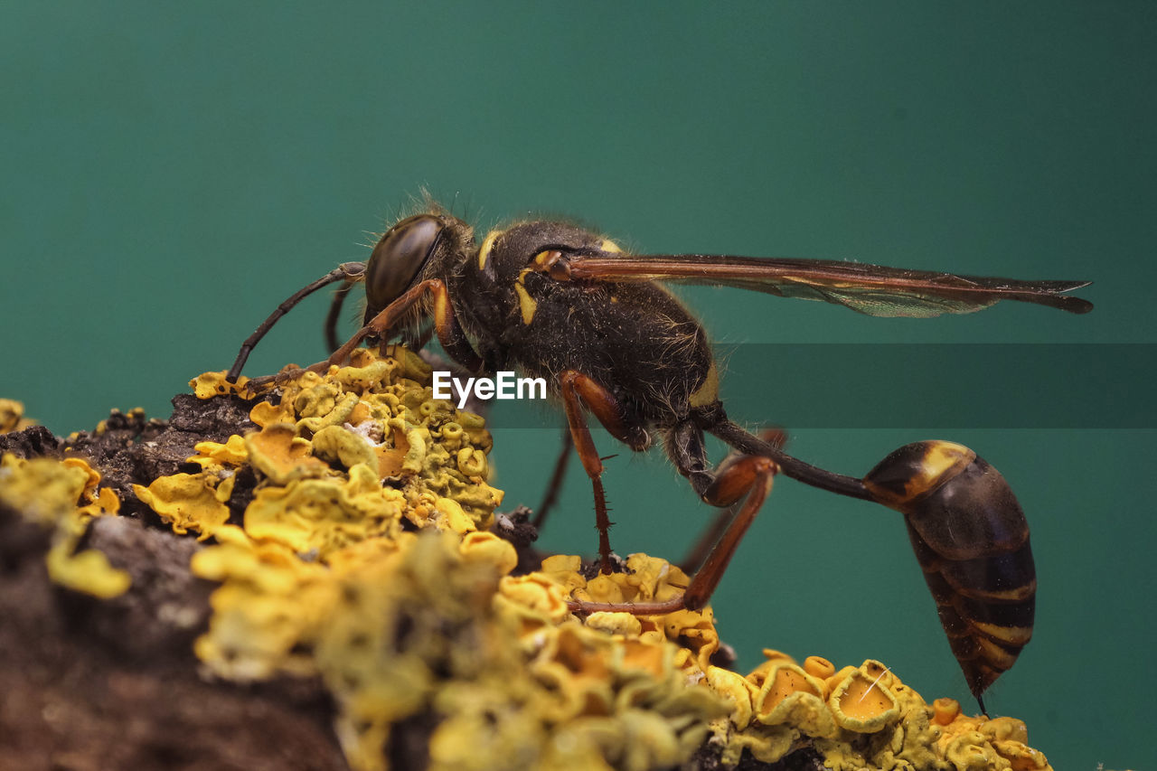 CLOSE-UP OF BEE ON FLOWER