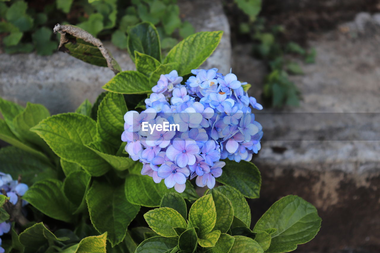 Close-up of purple hydrangea plant
