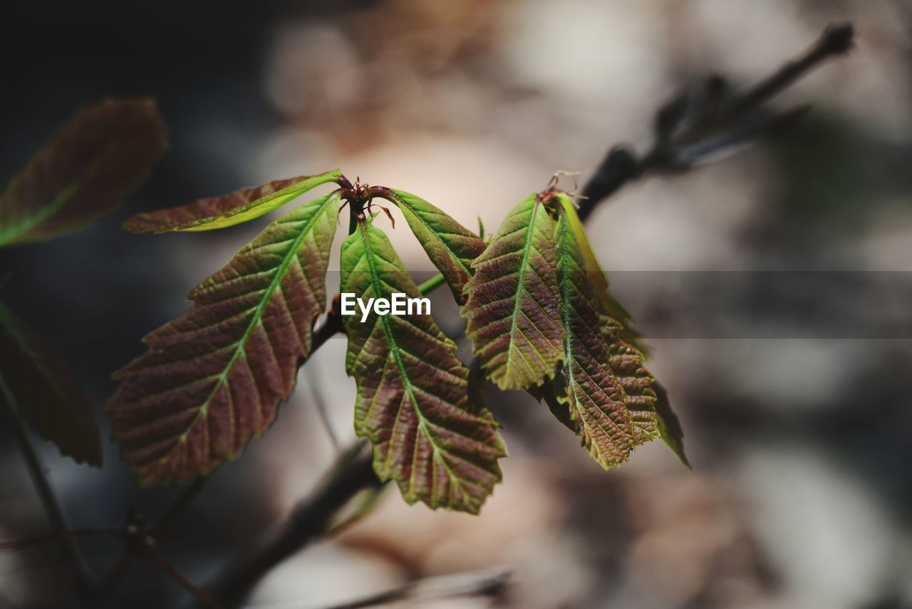 plant, leaf, close-up, branch, green, nature, macro photography, plant part, tree, flower, focus on foreground, no people, beauty in nature, plant stem, growth, outdoors, autumn, day, coniferous tree, pinaceae, twig, selective focus, pine tree