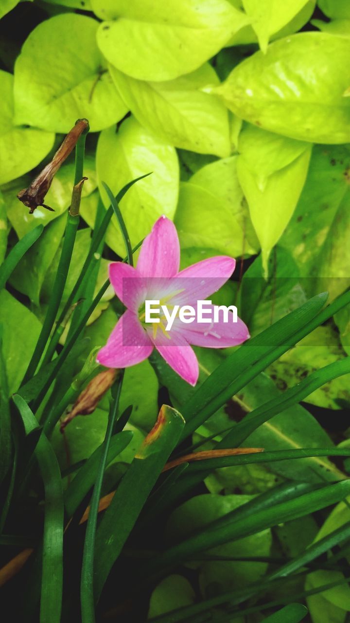 CLOSE-UP OF LOTUS WATER LILY BLOOMING OUTDOORS