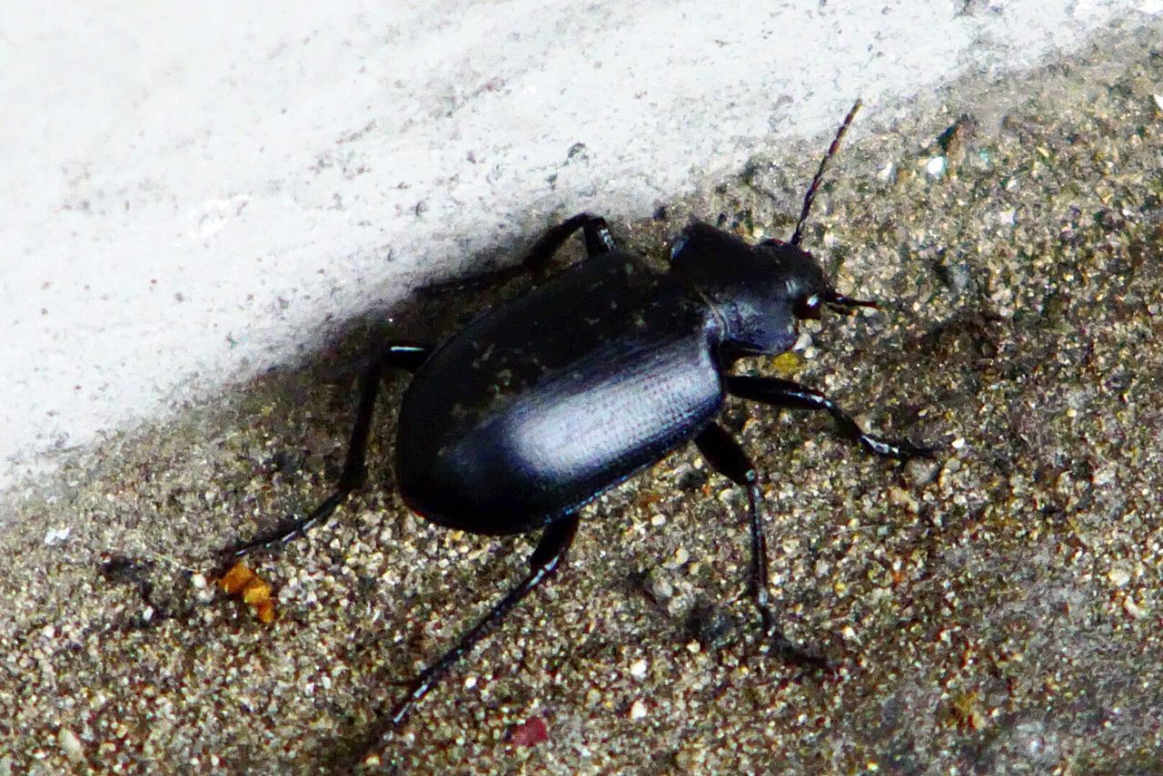 CLOSE-UP HIGH ANGLE VIEW OF INSECT