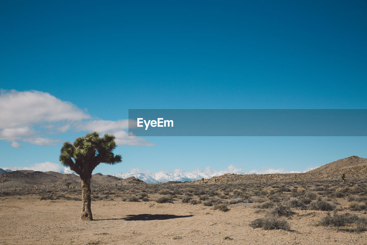 Joshua tree in desert against blue sky