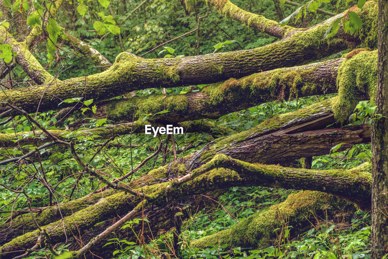 Moss growing on tree trunk