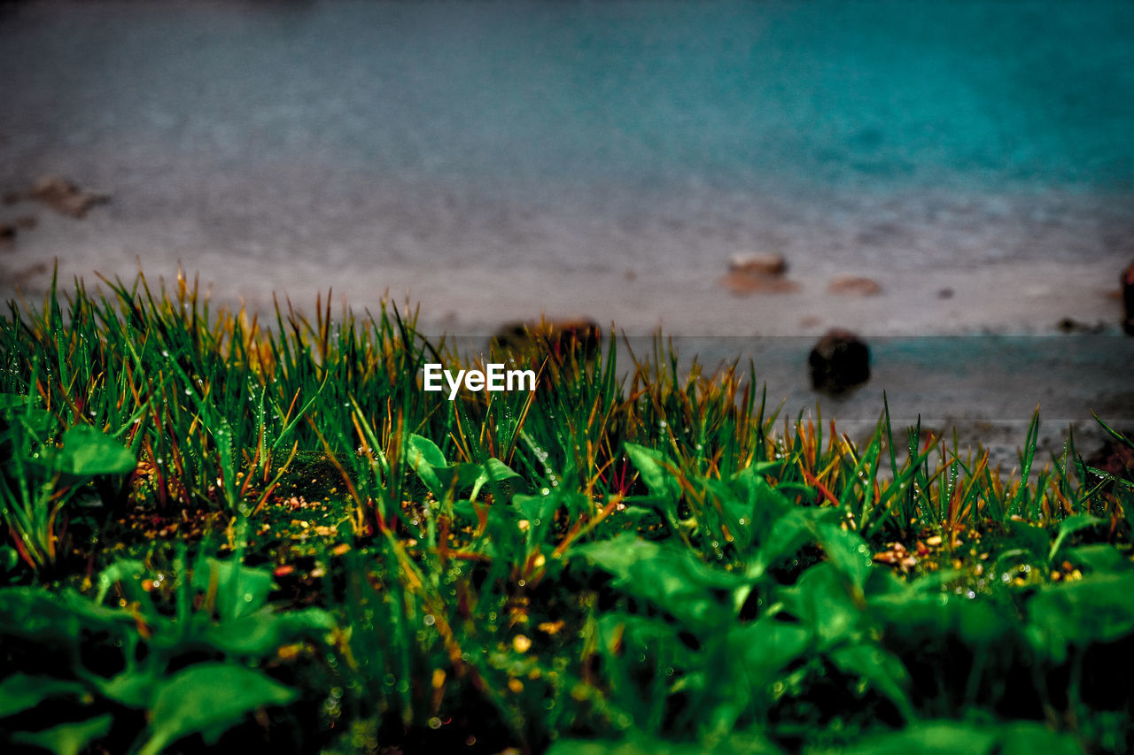 CLOSE-UP OF PLANTS GROWING ON LANDSCAPE