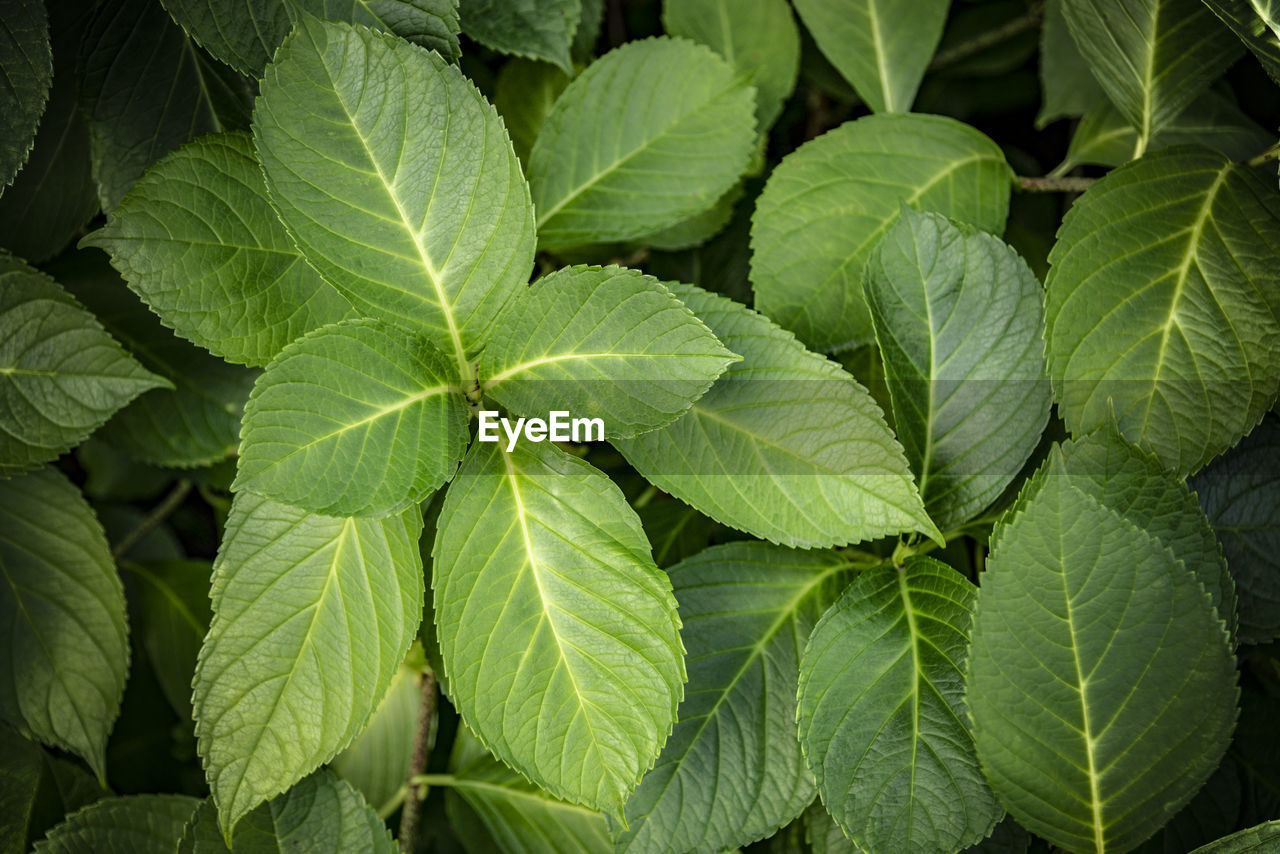 Full frame shot of green plants