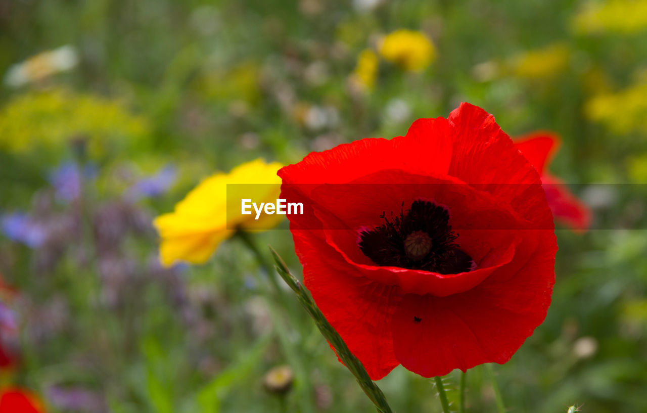 Close-up of red poppy flower