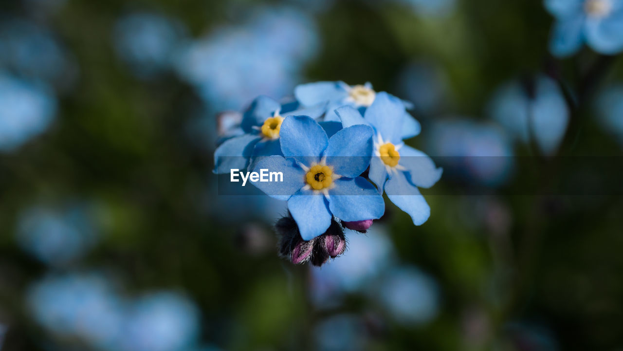 Close-up of purple flowering plant
