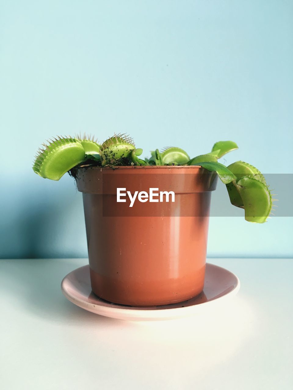 Close-up of potted venus fry trap 