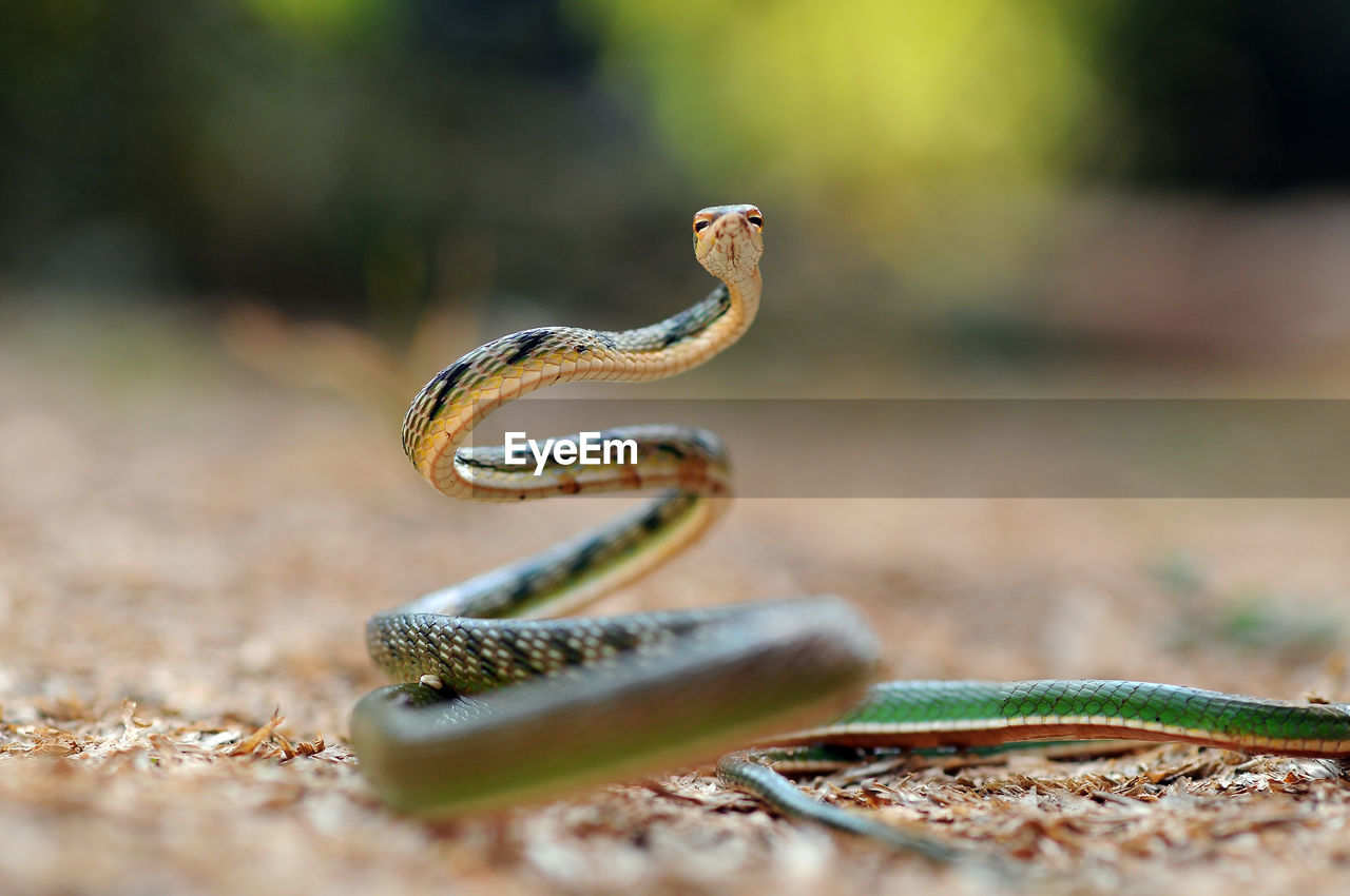 Close-up of snake on field