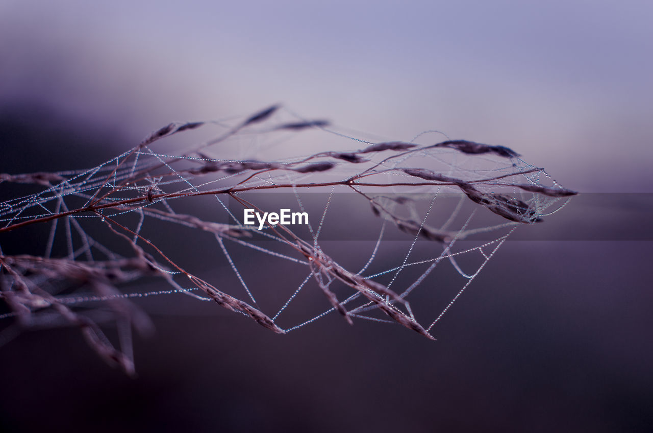 CLOSE-UP OF SPIDER WEB ON DRY PLANT