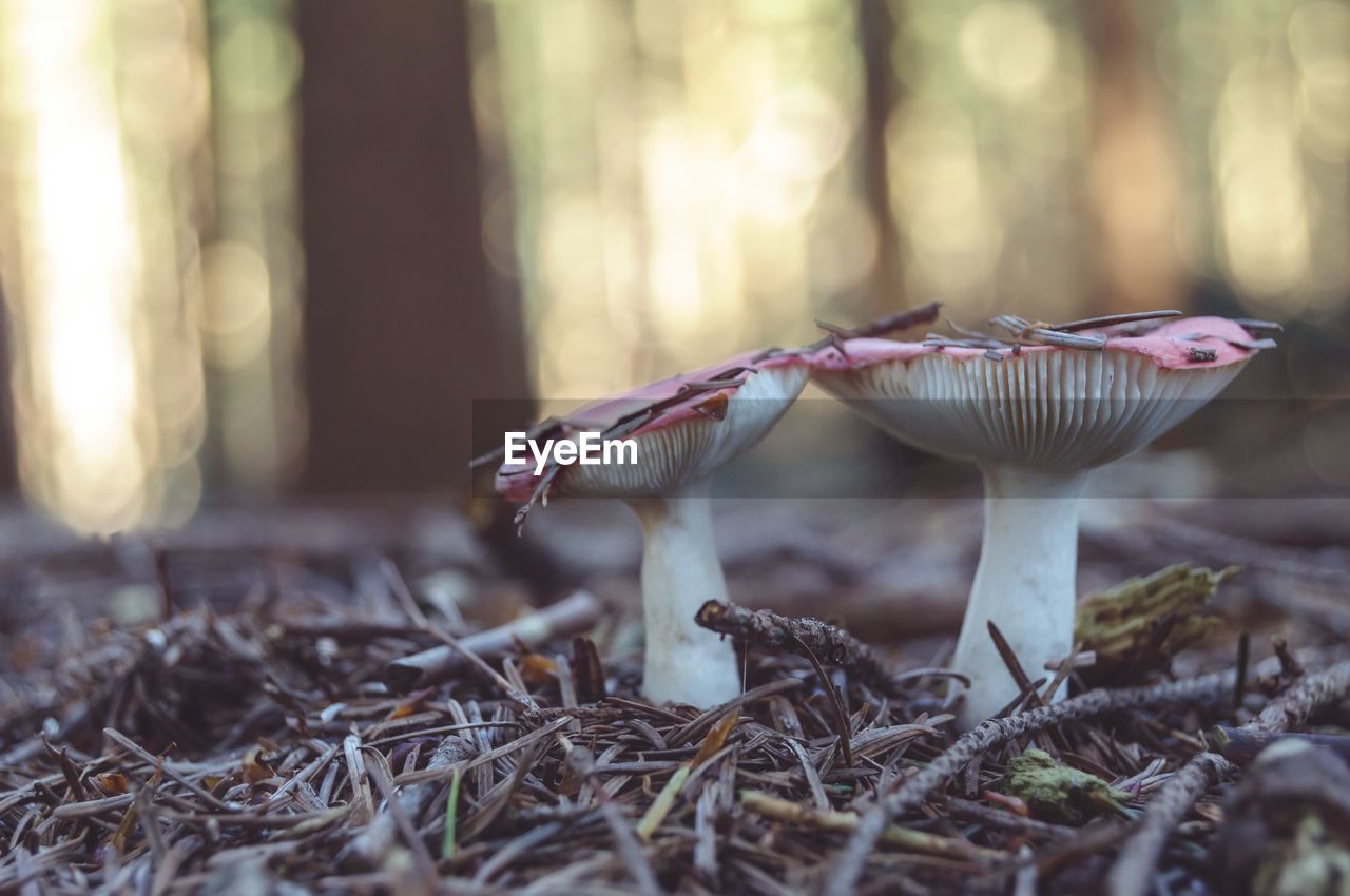 Close-up of mushroom