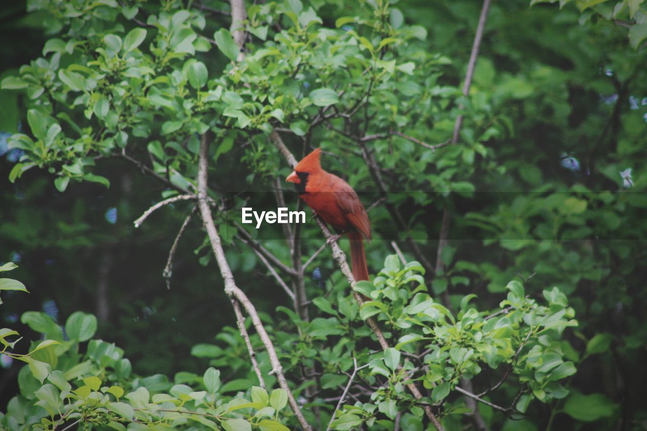 BIRD PERCHING ON PLANT