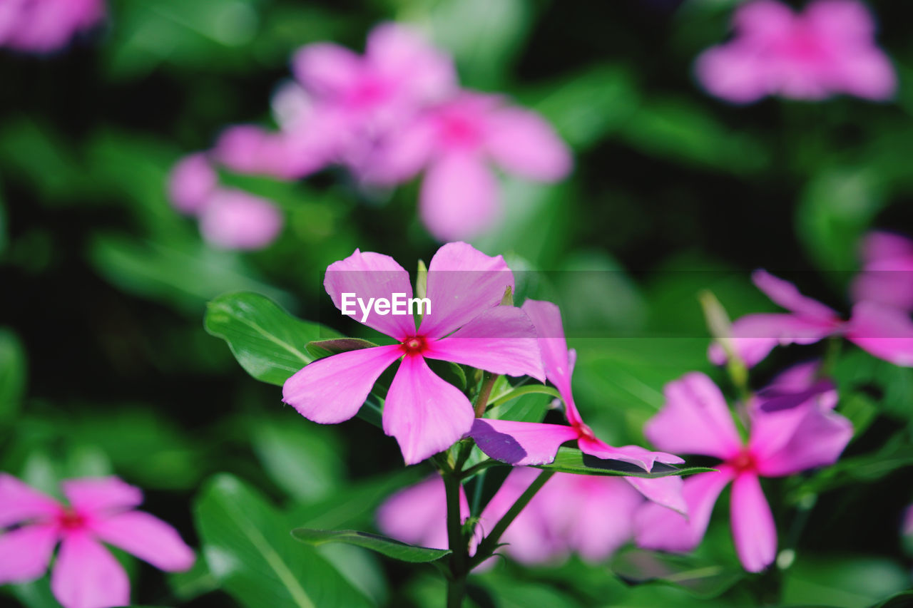 CLOSE-UP OF PINK FLOWER