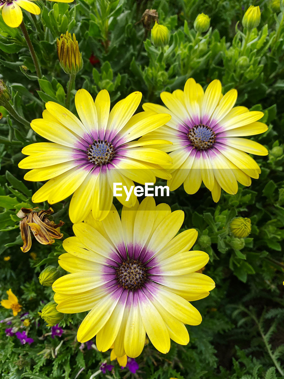 flower, flowering plant, plant, freshness, beauty in nature, growth, flower head, petal, fragility, inflorescence, yellow, close-up, nature, no people, pollen, high angle view, botany, day, field, outdoors, springtime, green, purple, land, blossom, vibrant color