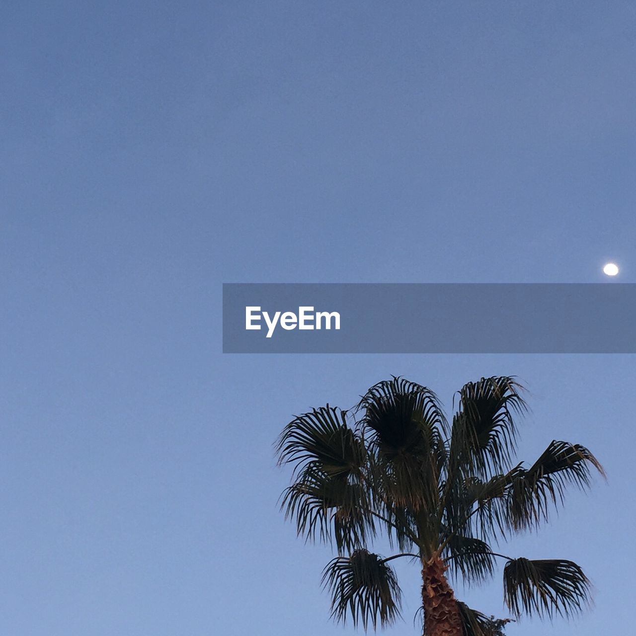 LOW ANGLE VIEW OF PALM TREES AGAINST BLUE SKY