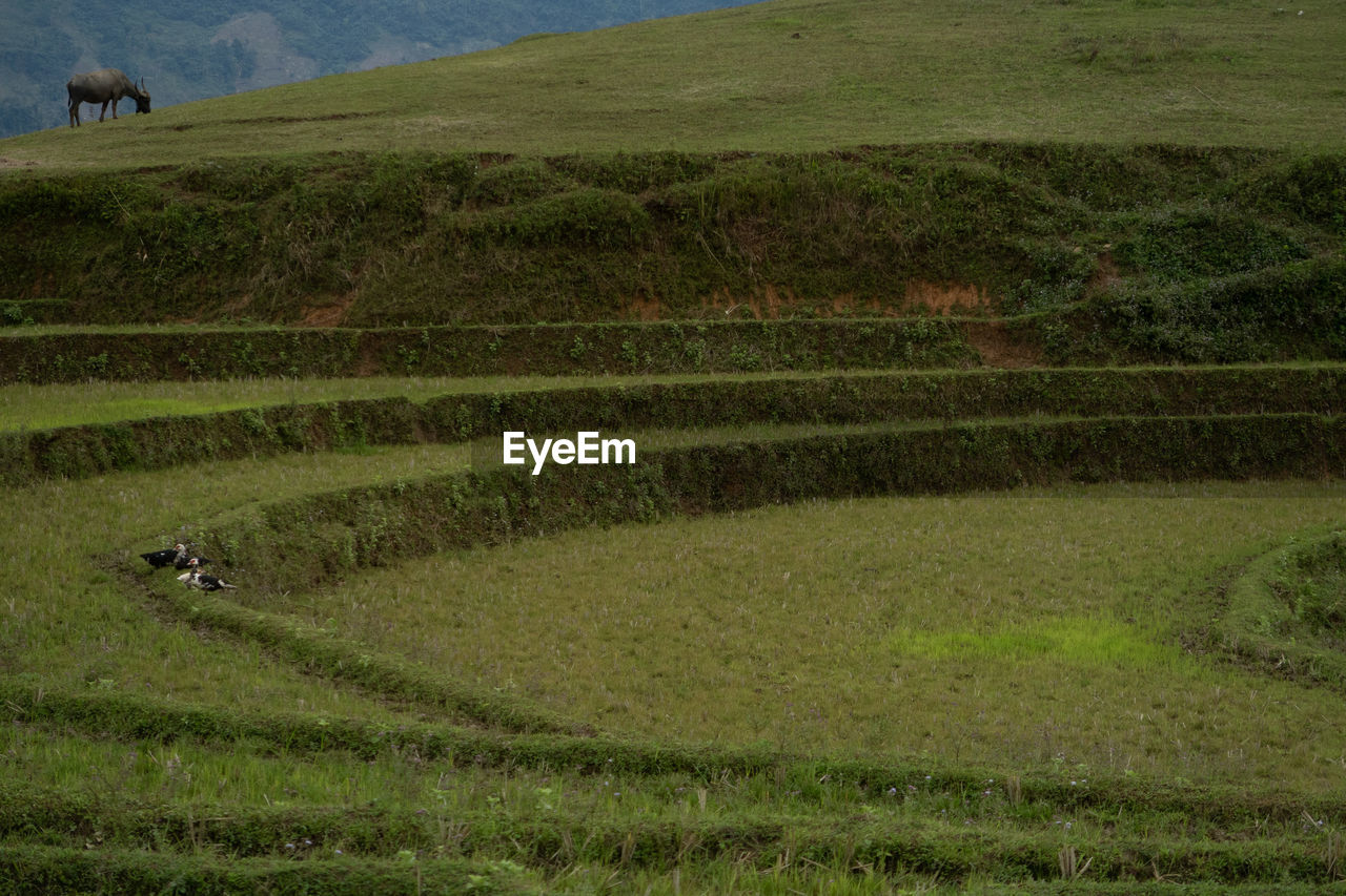 Scenic view of agricultural field