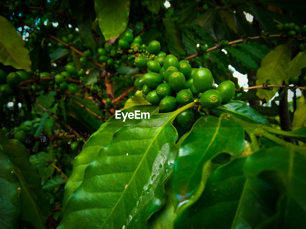 CLOSE-UP OF FRESH GREEN FRUITS ON TREE