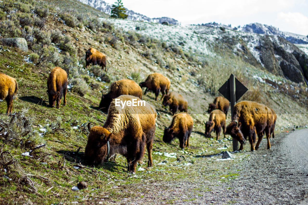 HORSES GRAZING ON FIELD AGAINST MOUNTAIN