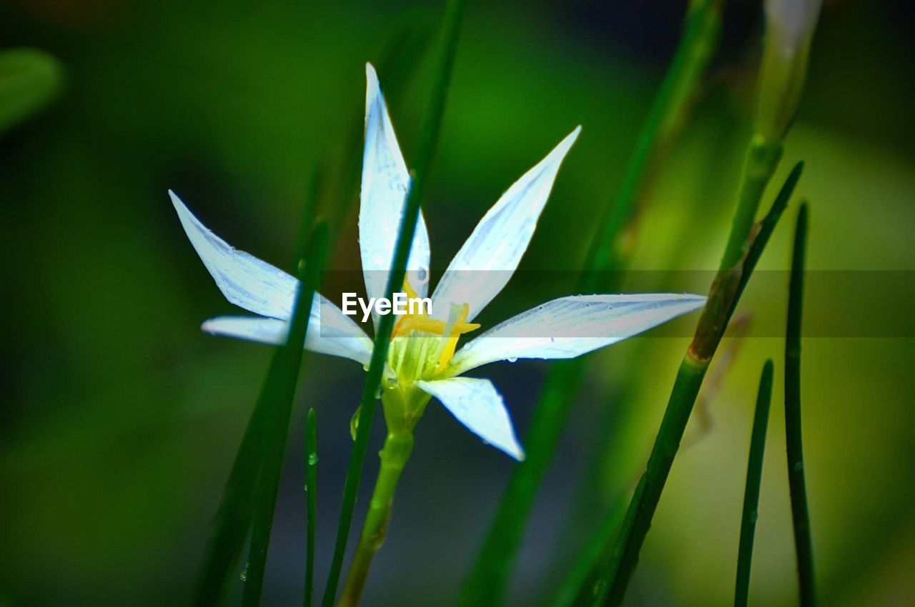 green, nature, yellow, plant, flower, sunlight, grass, macro photography, close-up, leaf, beauty in nature, flowering plant, freshness, water, growth, plant part, plant stem, light, no people, fragility, outdoors, focus on foreground, petal, water lily, day, wildflower