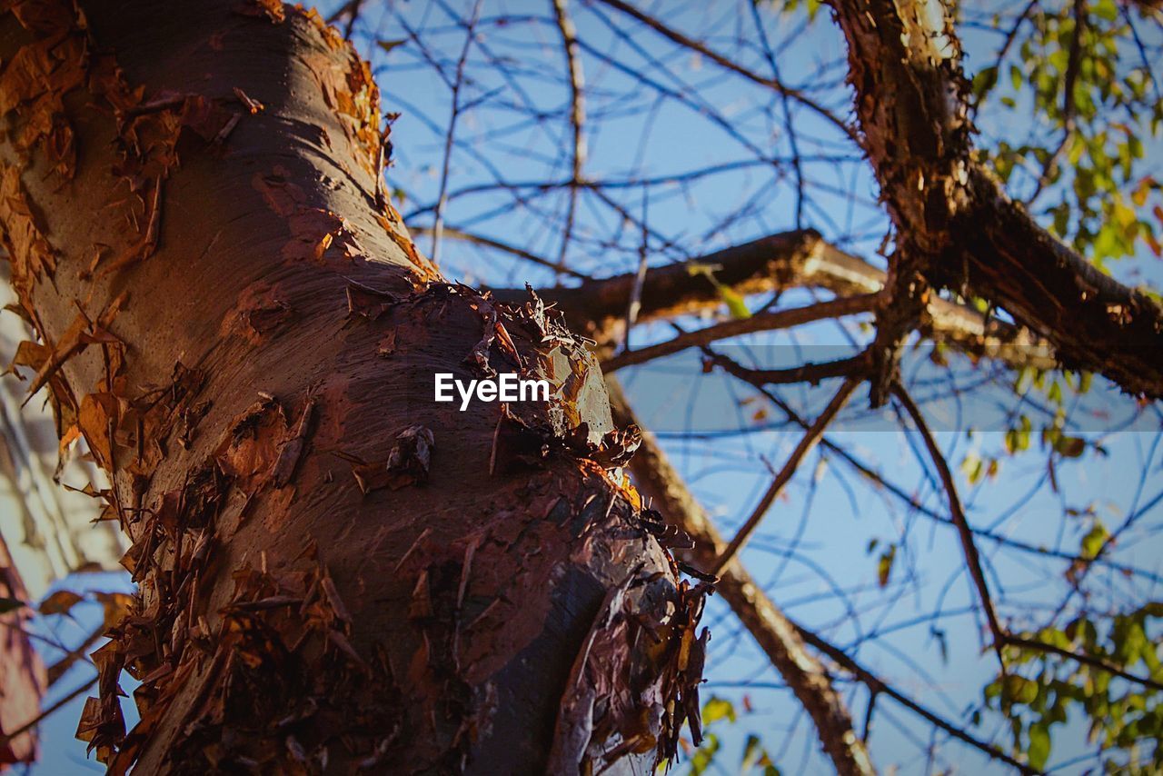 LOW ANGLE VIEW OF BARE TREE AGAINST THE SKY