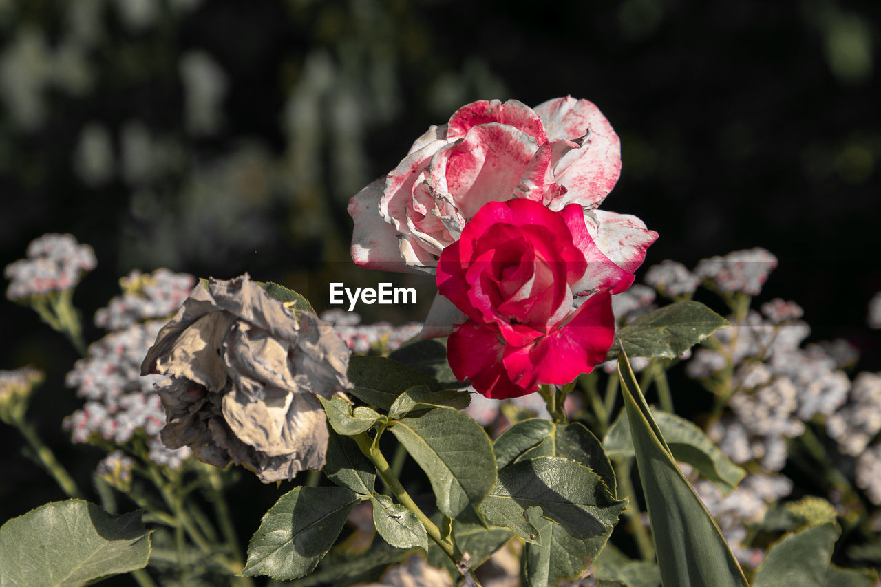 Close-up of rose plant