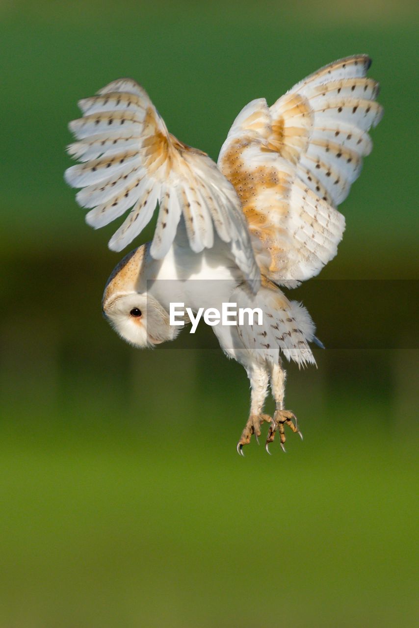 CLOSE-UP OF A BIRD