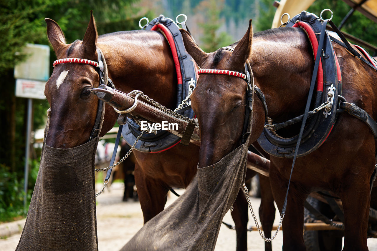 animal, animal themes, mammal, domestic animals, horse harness, animal wildlife, livestock, horse, group of animals, working animal, pet, brown, saddle, bridle, two animals, pack animal, nature, activity, jockey, herbivorous, focus on foreground, outdoors, animal body part, day, transportation