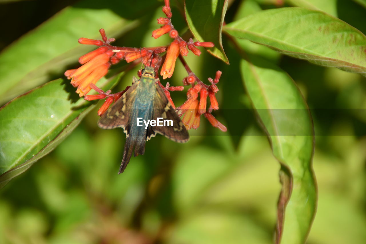 CLOSE UP OF INSECT ON LEAF