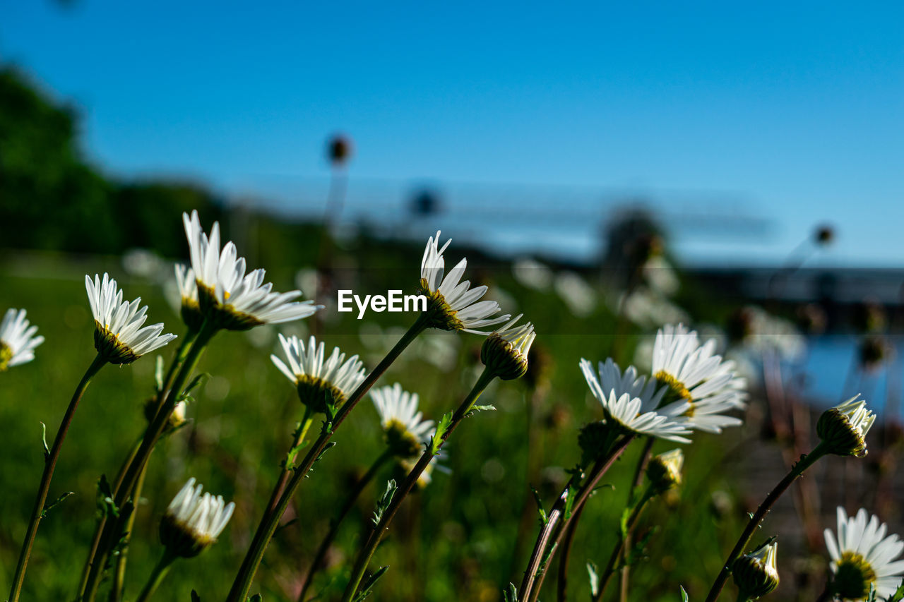 CLOSE-UP OF WHITE FLOWERING PLANT ON FIELD