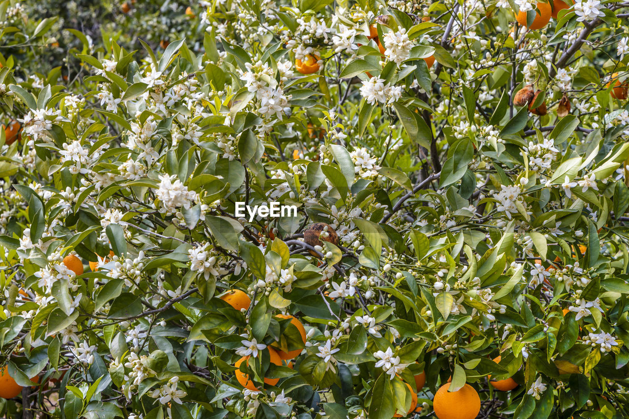 plant, growth, citrus, bitter orange, food, freshness, fruit, produce, food and drink, flower, healthy eating, green, citrus fruit, calamondin, nature, no people, tree, leaf, plant part, fruit tree, day, beauty in nature, orange color, orange, outdoors, shrub, orange tree, full frame, wellbeing, evergreen, field, flowering plant, agriculture, sunlight