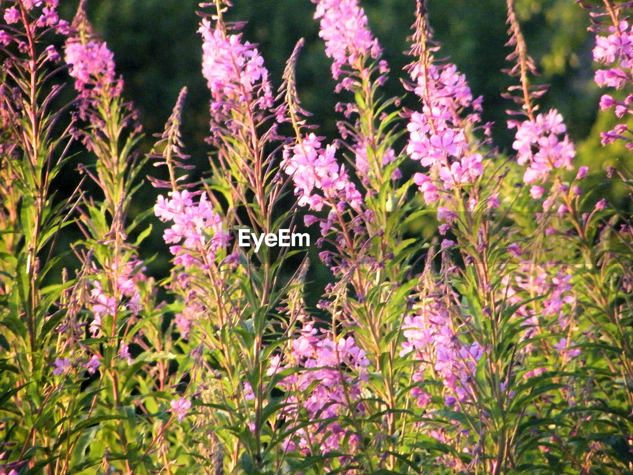 CLOSE-UP OF PINK FLOWERING PLANTS ON FIELD