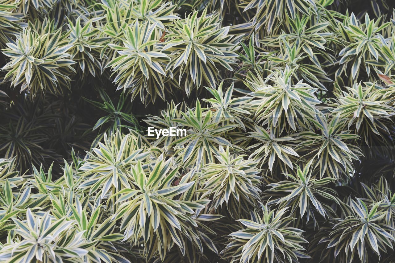 Full frame shot of succulent plants on field